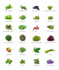 variétés plantes herbert compatible